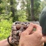 A person gently holds a coiled snake with a patterned body in a lush green outdoor setting.