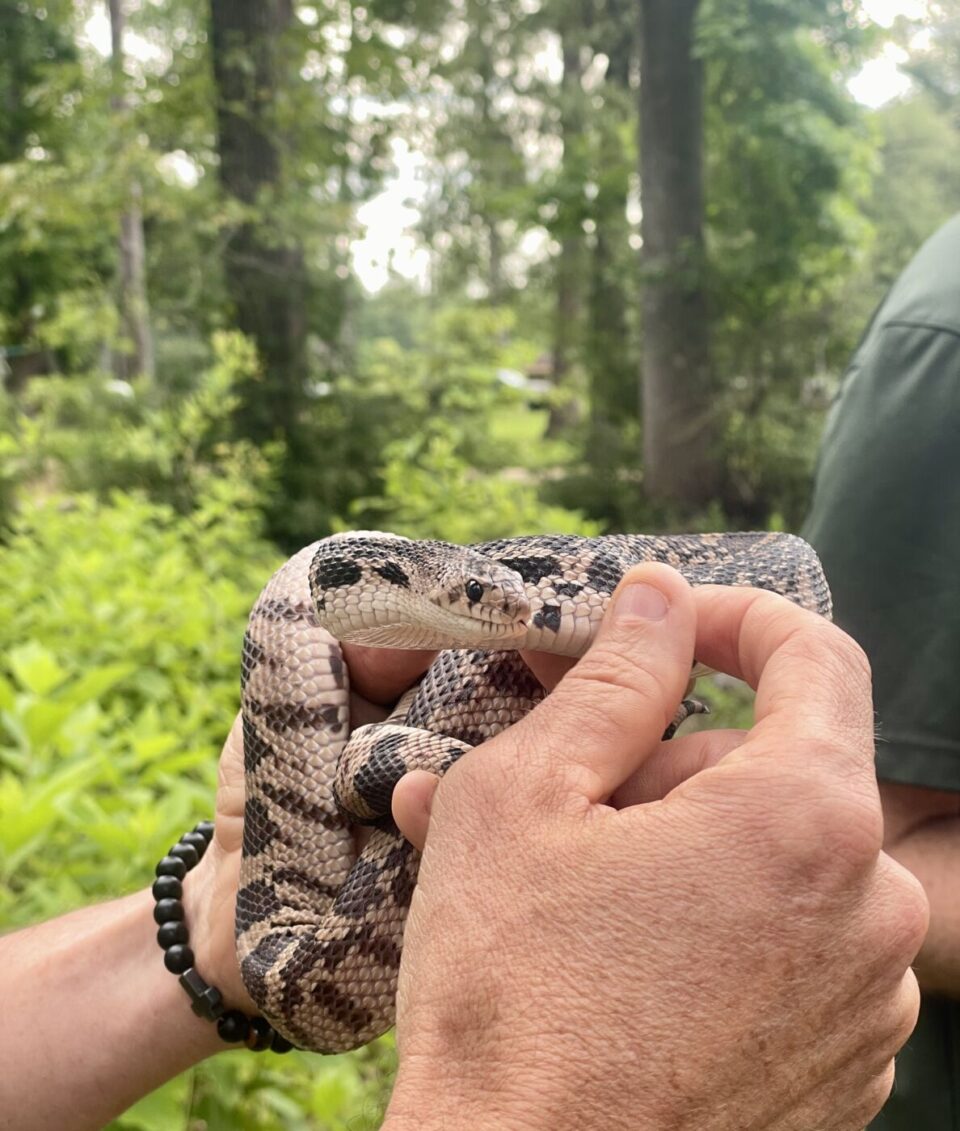 A person gently holds a coiled snake with a patterned body in a lush green outdoor setting.