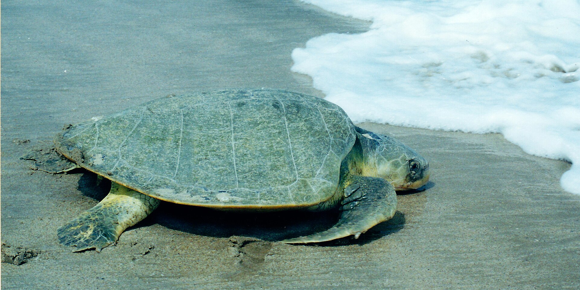 El extraordinario regreso de Rhossi: el Zoo de Houston ayuda a una tortuga marina en peligro a volver al Golfo