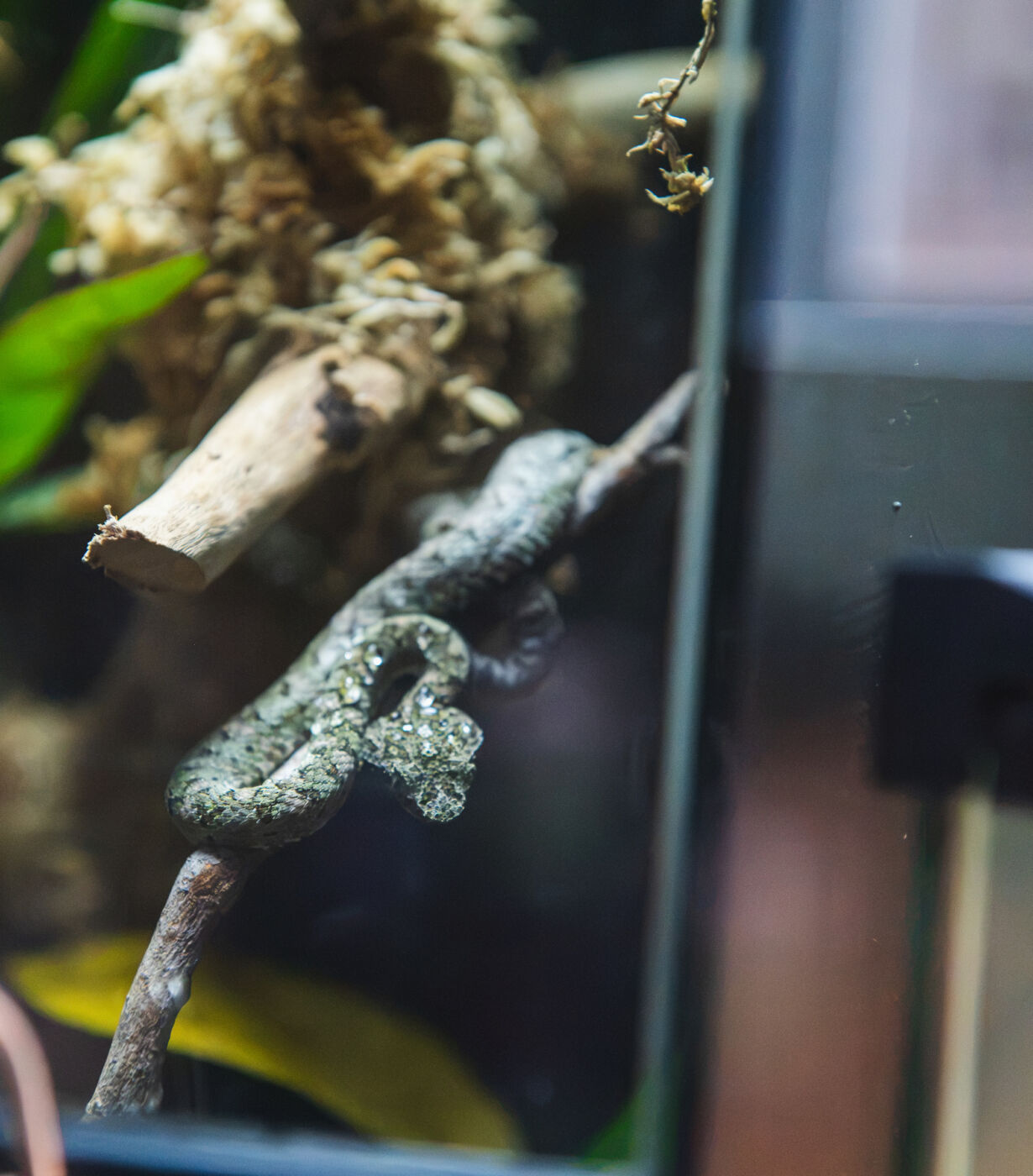 Baby Reptiles Arrive at Houston Zoo in a Big Conservation Win