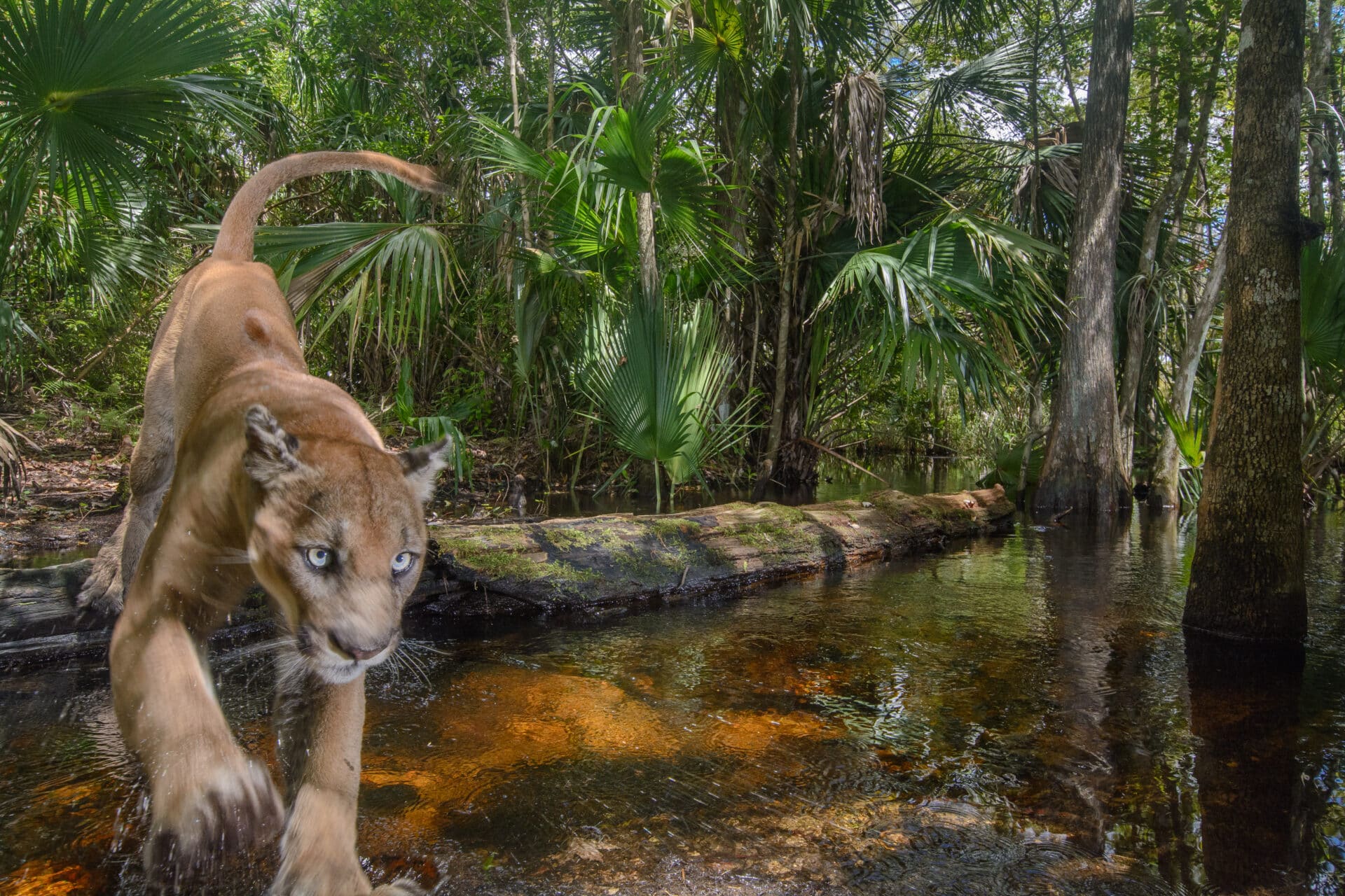 Florida’s Hidden Wilderness Comes to Life at the Orlando Museum of Art